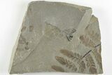 5.3" Pennsylvanian Fossil Fern (Neuropteris) Plate - Kentucky - #201687-1